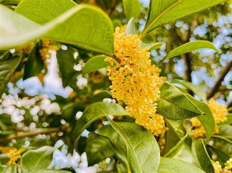 門口可以種桂花嗎|院子裡種桂花樹的禁忌，庭院東方和大門口種植